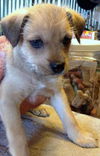 Penelope's pup Brutus