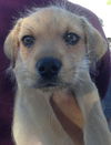 Penelope's pup Brutus