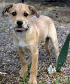 Penelope's pup Brutus