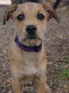 Penelope's pup Brutus