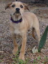 Penelope's pup Brutus