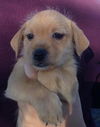Penelope's pup Peanut Butter