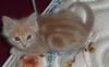 Macee's kitten Macadamia