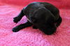 Rosie's pup Sebastian