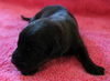 Rosie's pup Sebastian