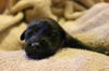 Rosie's pup Sebastian