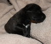 Rosie's pup Sebastian
