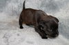 Rosie's pup Sebastian