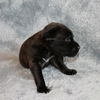 Rosie's pup Sebastian