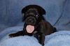 Rosie's pup Sebastian