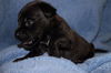 Rosie's pup Sebastian