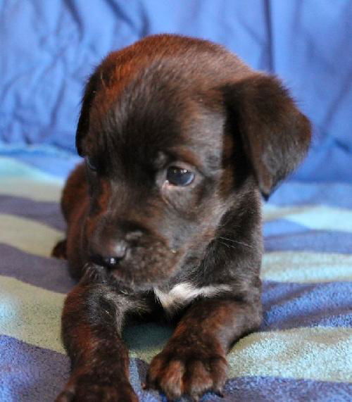 Rosie's pup Sebastian