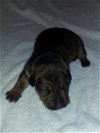 Sadies's pup Rocky