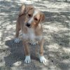Kona's Pup Jasper