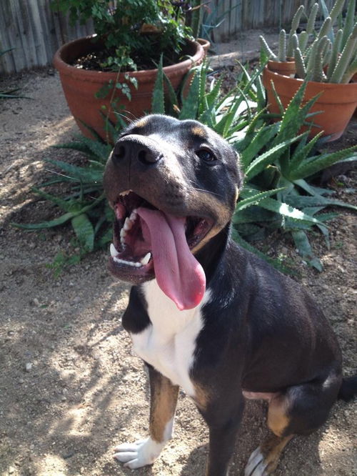 Jax