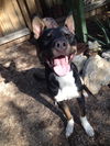Jax