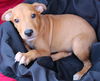 Zoey's Pup Zee
