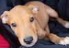 Zoey's Pup Zee