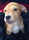 Zoey's Pup Zip