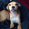 Zoey's Pup Zip