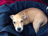 Zoey's Pup Zip