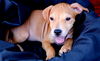 Zoey's Pup Zip