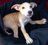 Zoey's Pup Zap