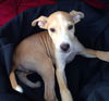 Zoey's Pup Zap