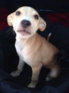 Zoey's Pup Zap