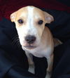 Zoey's Pup Yap
