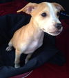 Zoey's Pup Yap