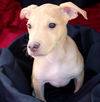 Zoey's Pup Yip