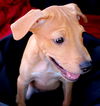 Zoey's Pup Yee