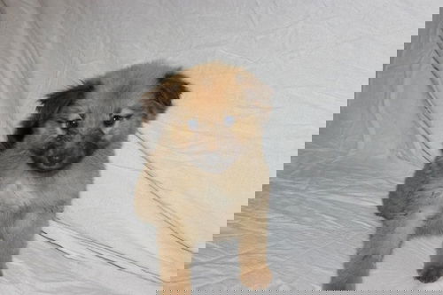 CG Bob Dylan