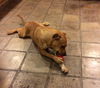 Josie