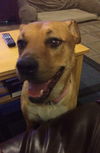 Josie