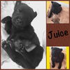 Gemma's pup Juice