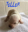 Gemma's pup Teller