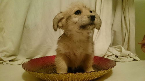 RC Terrier's  Beast
