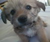 RC Terrier's  Beast