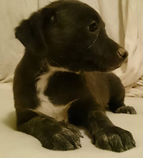RC Terrier's  Magneto