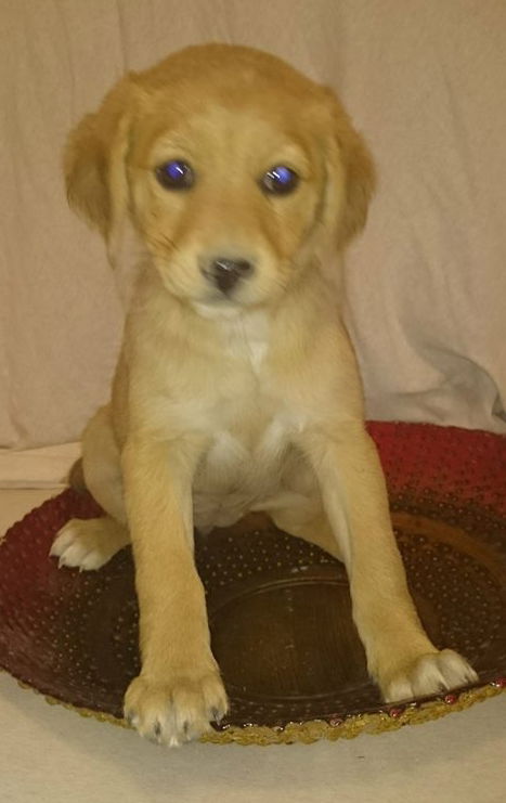 RC Terrier's Kitty Pryde