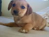 RC Terrier's Kitty Pryde