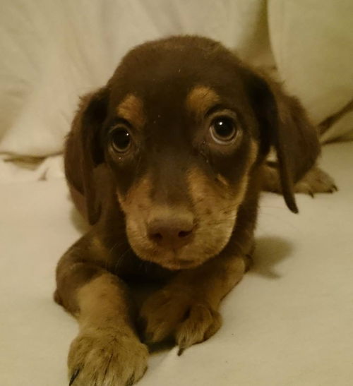 RC Terrier's  Mystique