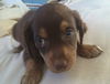 RC Terrier's  Mystique