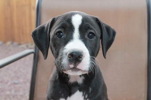 Georgia's pup Bridget