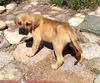 Island's pup Columbia