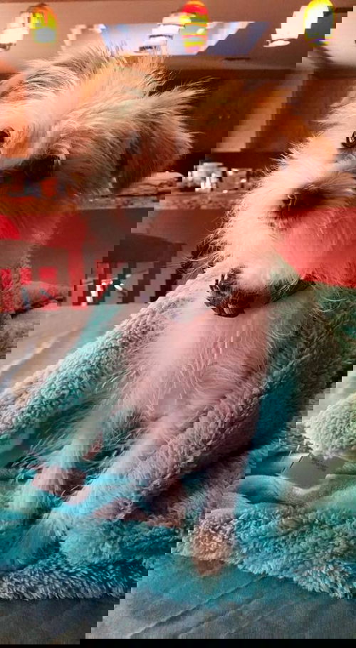Simon 2