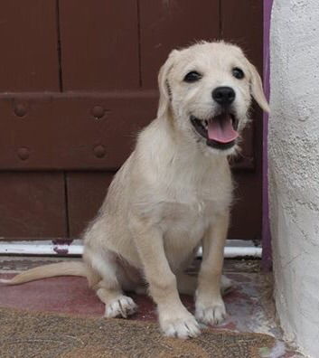 Rogue's pup Wade Wilson