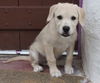 Rogue's pup Wade Wilson
